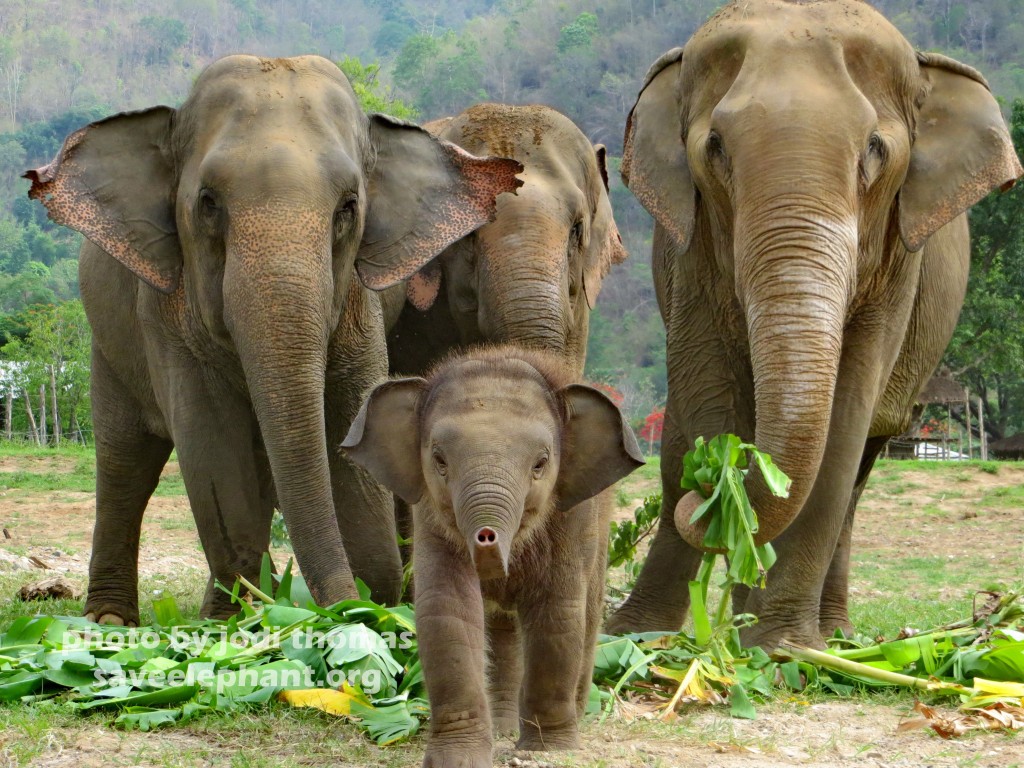 baby elephant navann: a photo essay