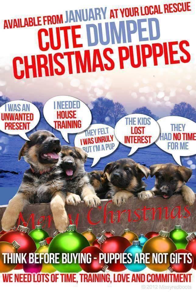Please don't buy puppies for Christmas 