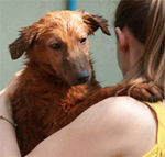 Volunteer working with the Dog Rescue project for Save Elephant Foundation