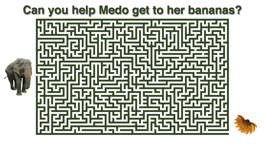 Can you help Medo get to her bananas?