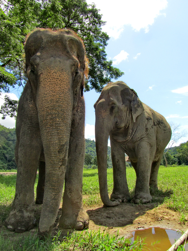 Mae Kham Geao at Elephant Nature Park