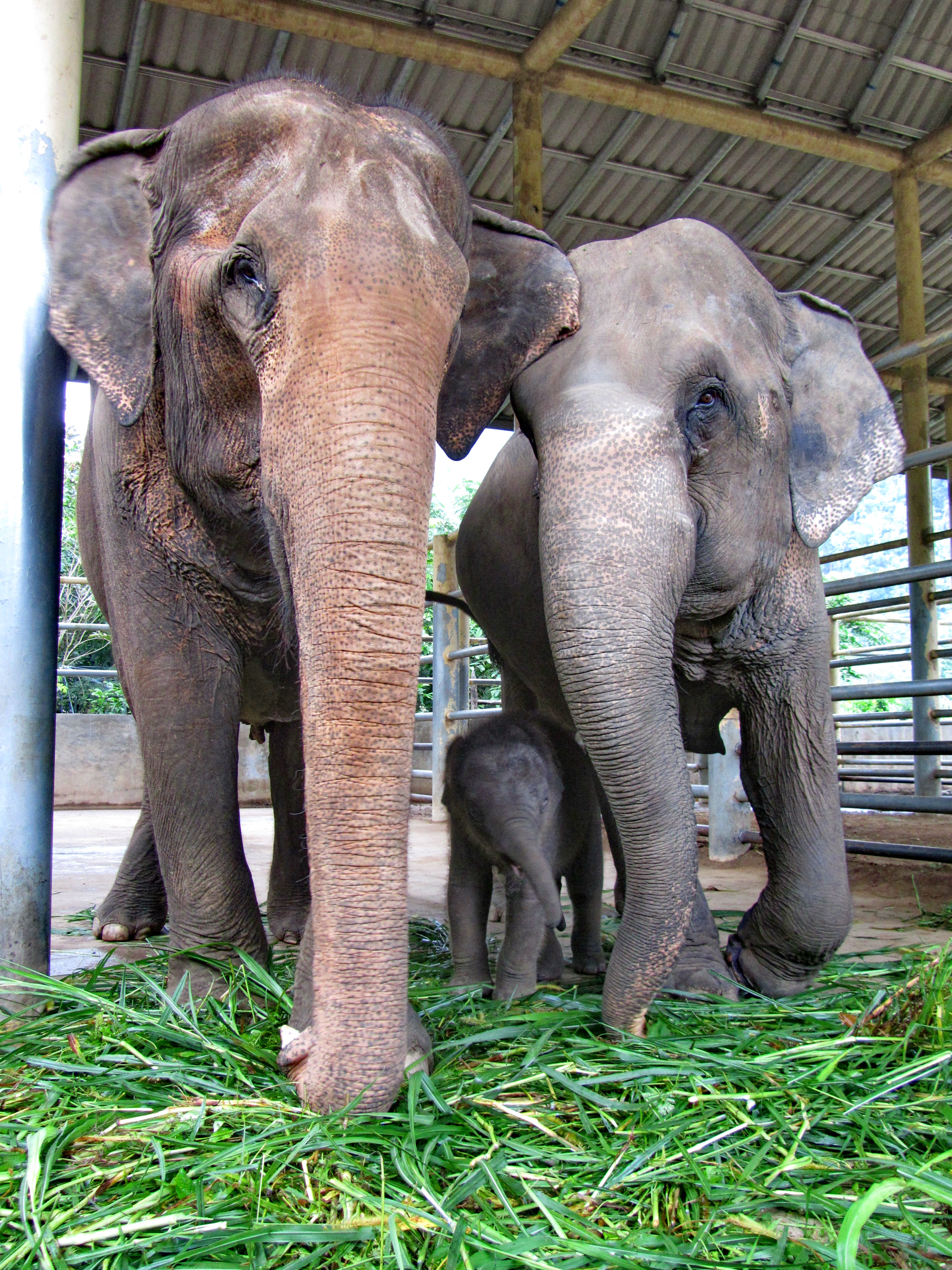 Mae Kham Paan as auntie for baby Navann at Elephant Nature Park