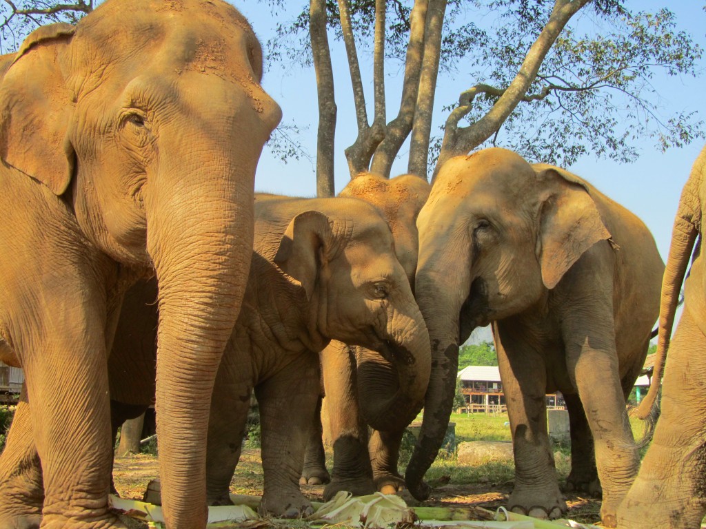 Sao Yai and the family herd at Elephant Nature Park