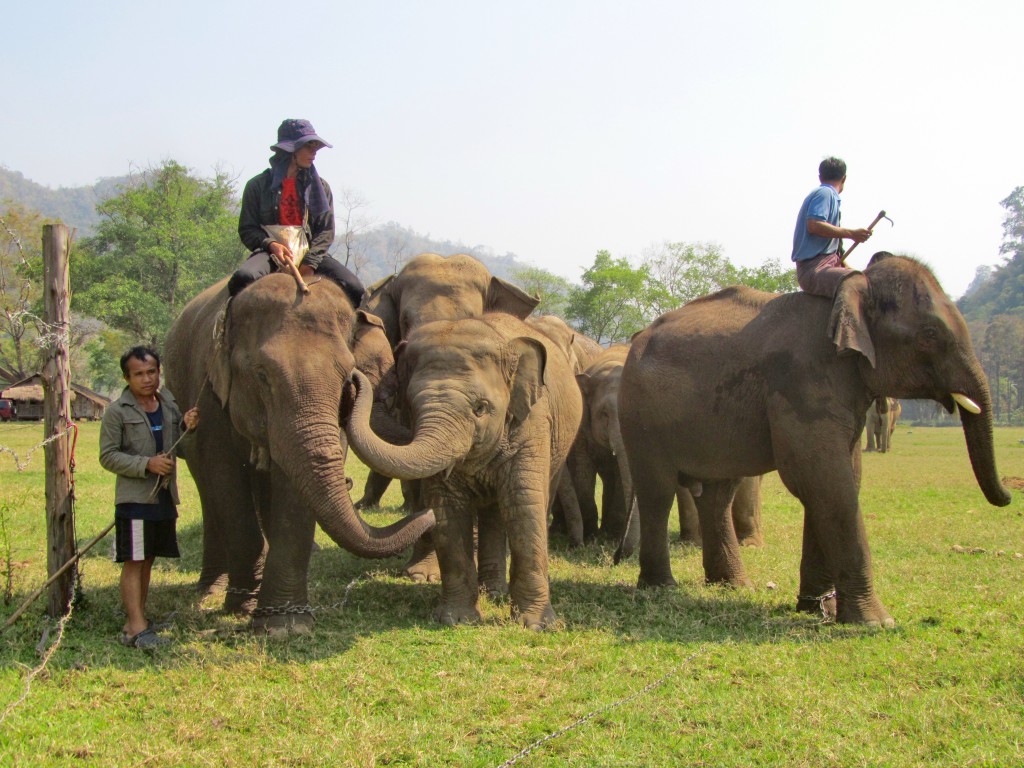 Mahout for a day