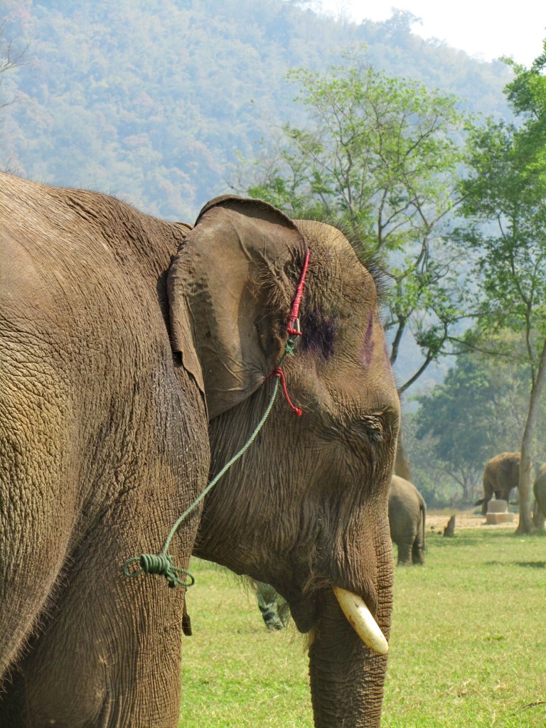 Mahout for a day
