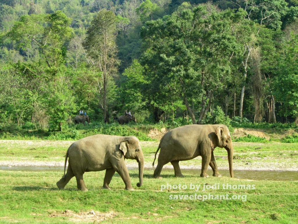 Elephant Nature Park family herd