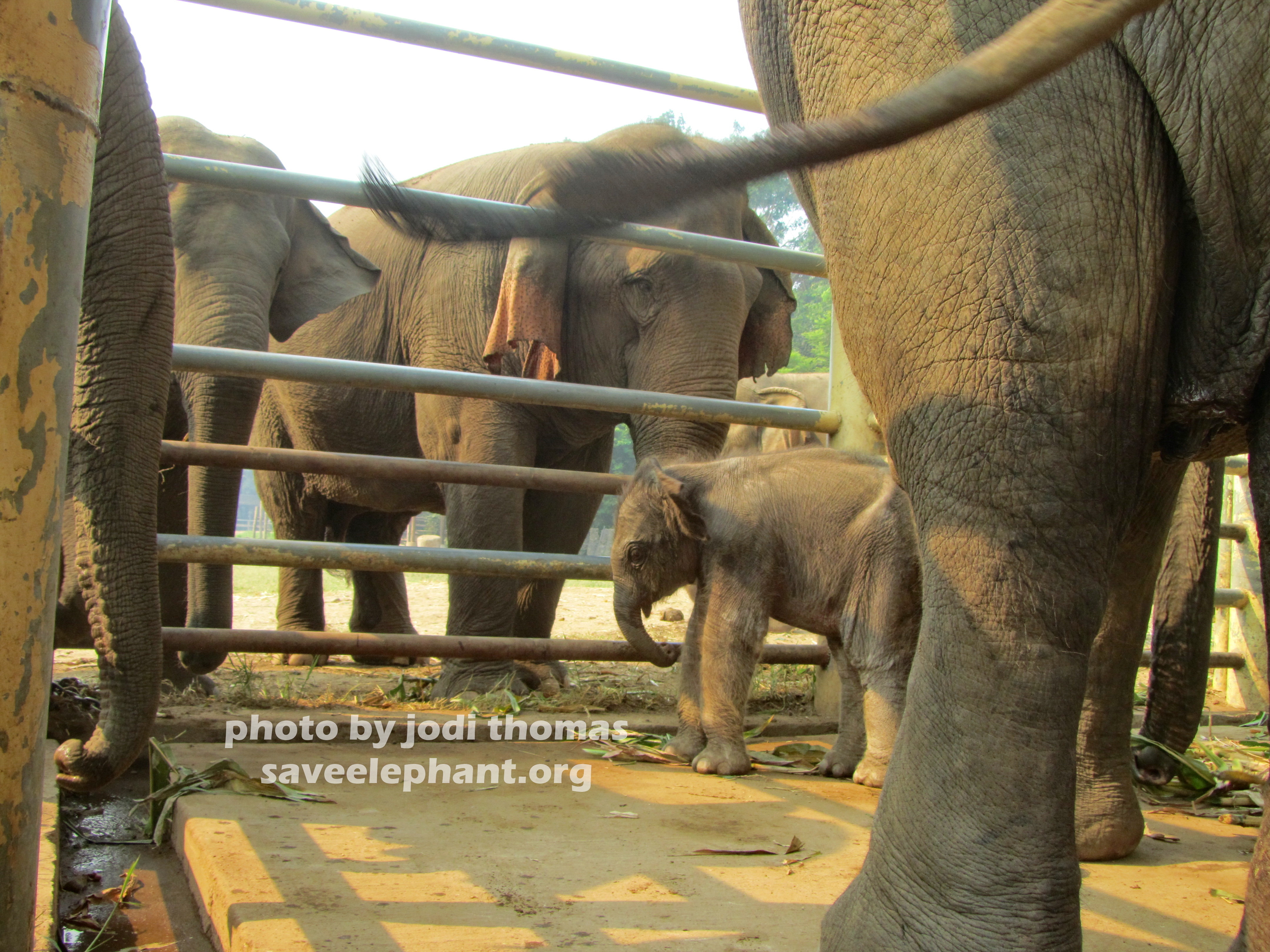 Family herd at Elephant Nature Park