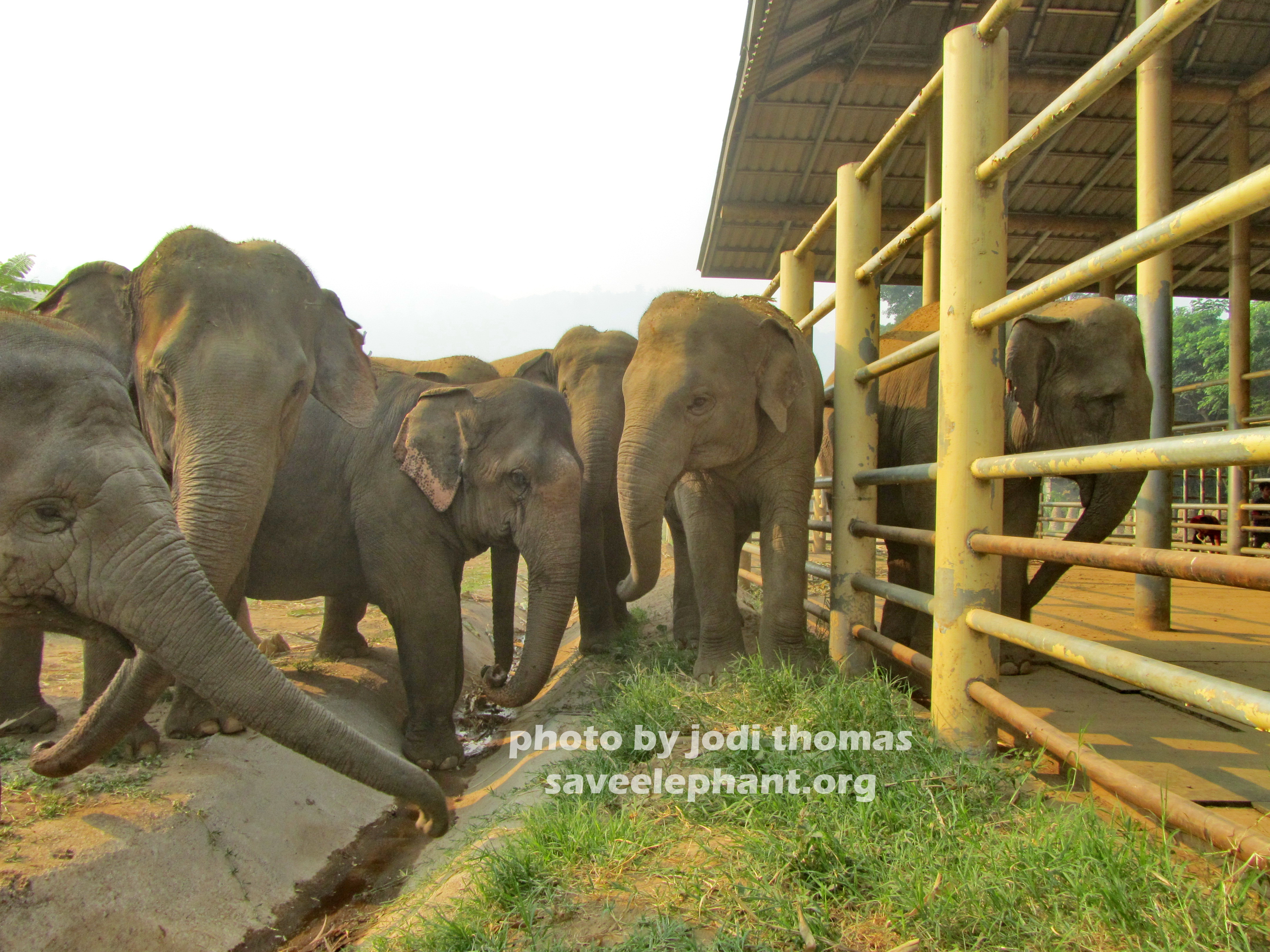 Elephant Nature Park family herd