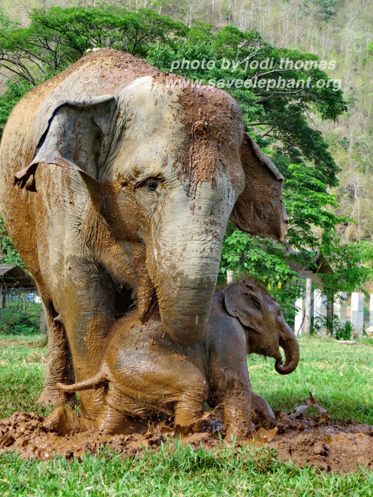 baby elephant and mom at elephant nature park