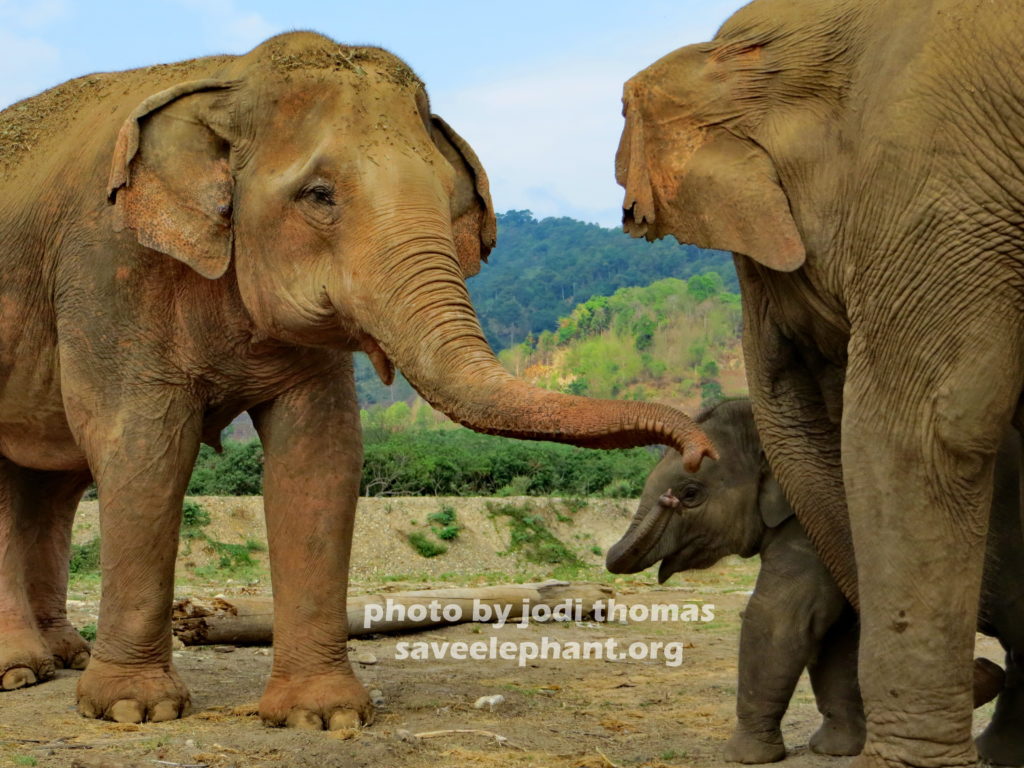 Photos of baby elephant | Elephant Nature Park | Save Elephant