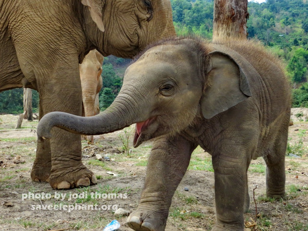 Baby Elephant Navann A Photo Essay