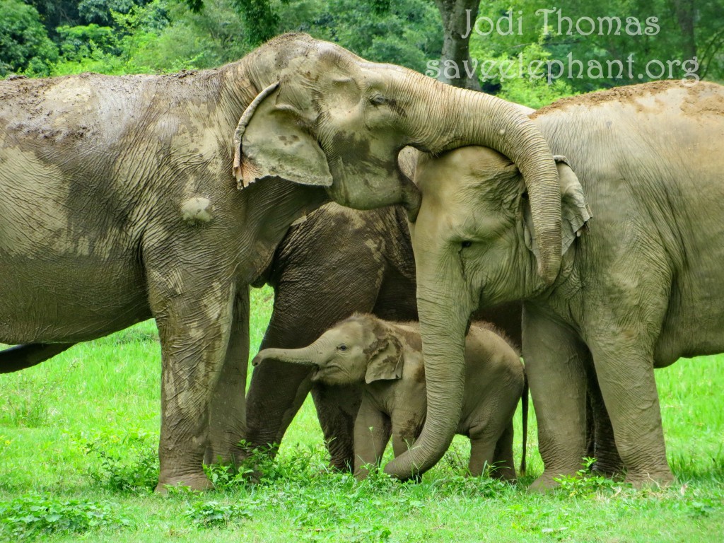 Mae Tee enjoying a moment with Dok Ngern, Dok Mai and family. 