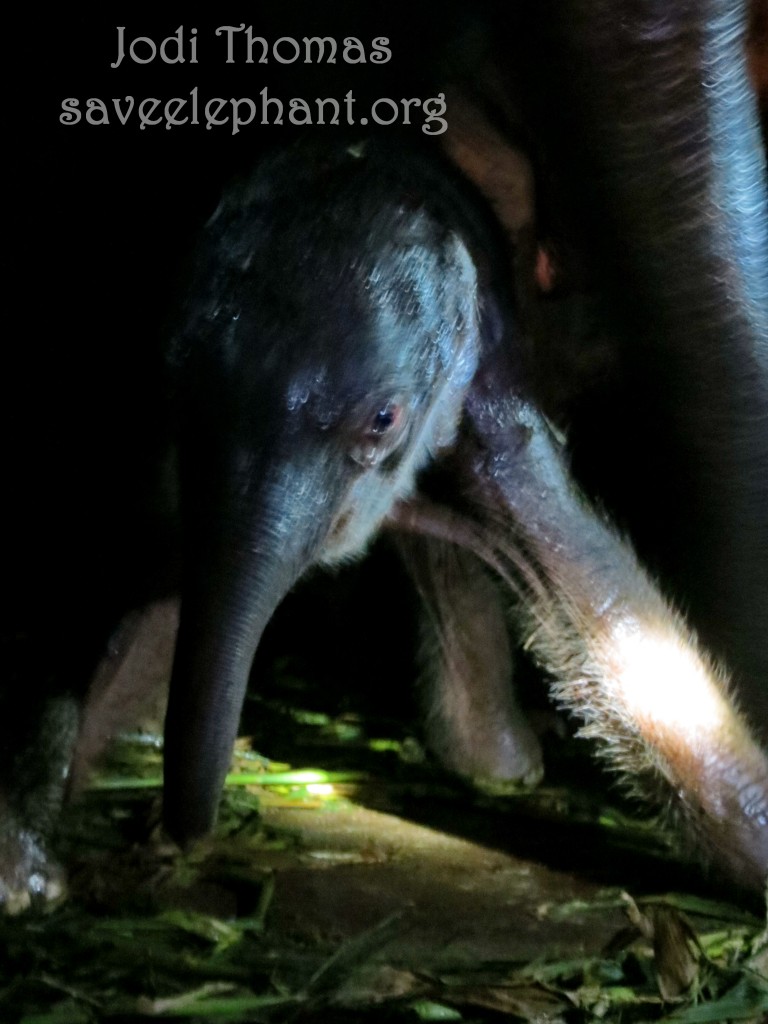 the baby elephant yindee