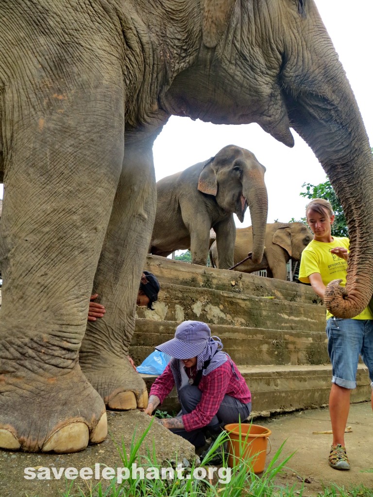 Caring for elephant feet