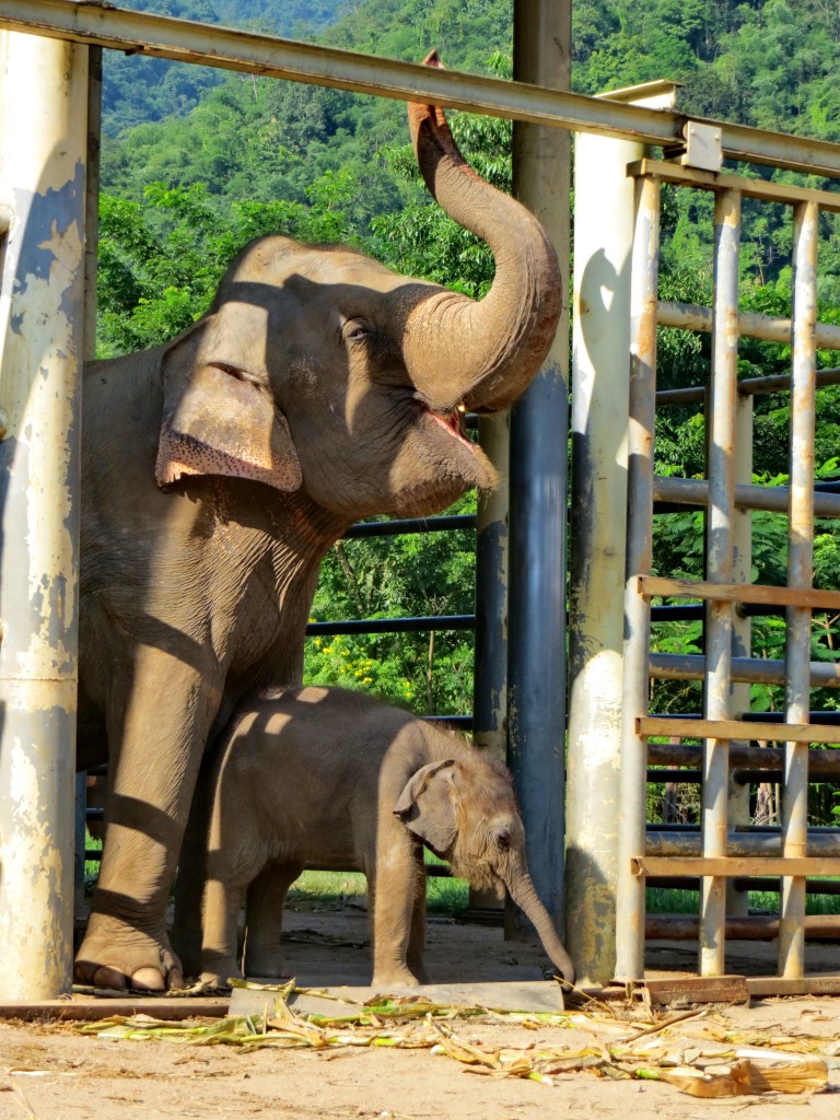 Baby elephant Yin Dee and mom Mintra 