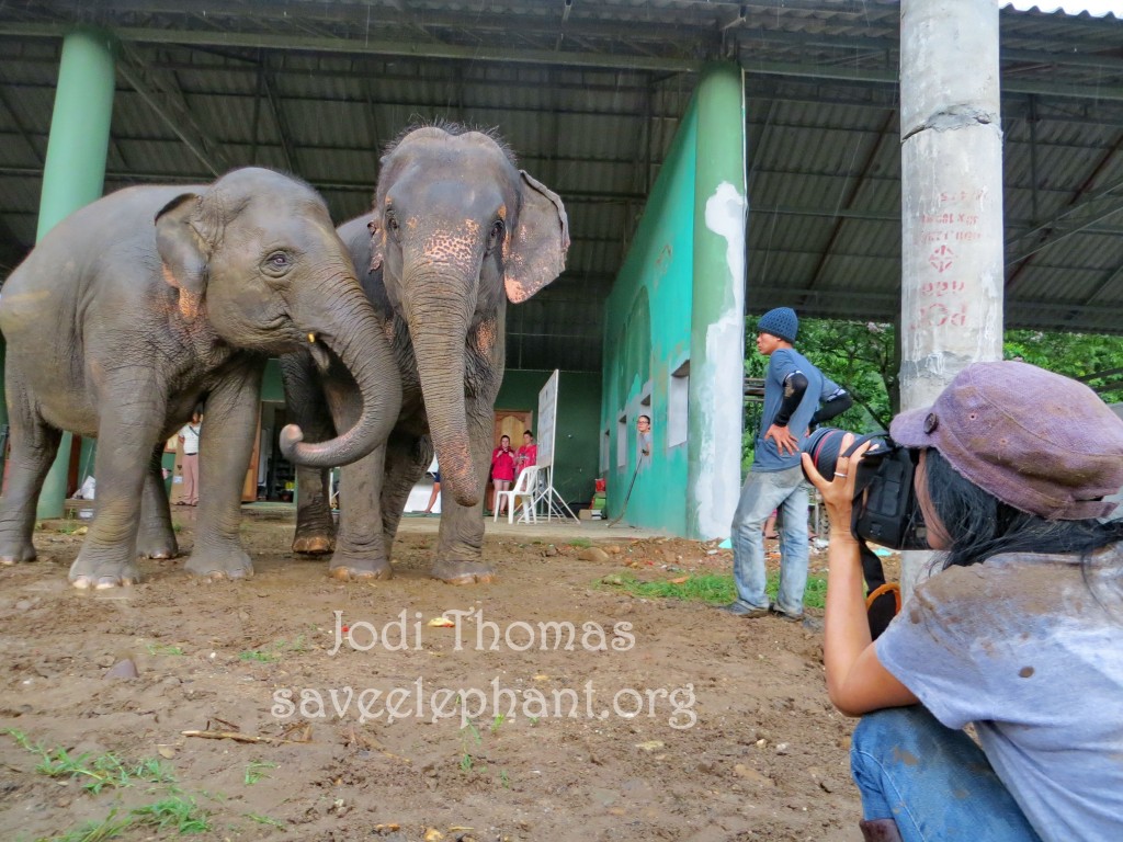 Elephant Porn - Elephant Land Mine Injury Rescue | Save Elephant Foundation