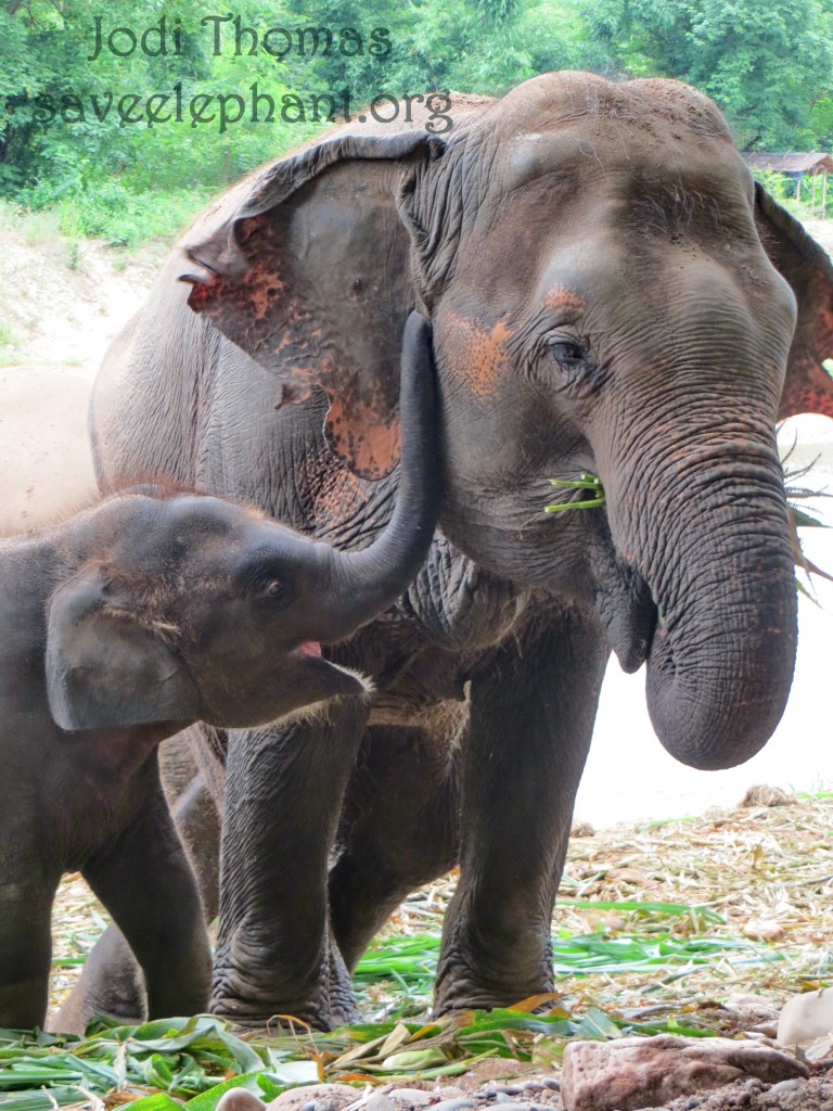 Elephent Porn - Yindee-Porn-Sawan - Save Elephant Foundation - Online News