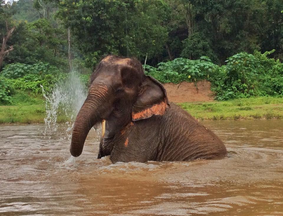 Mae Dok settling in at Elephant Nature Park - Save Elephant Foundation