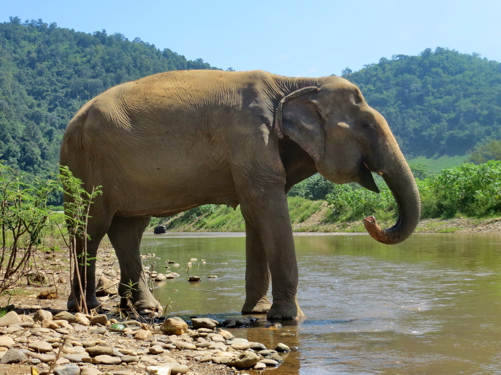 Sri Nuan - Save Elephant Foundation - Online News