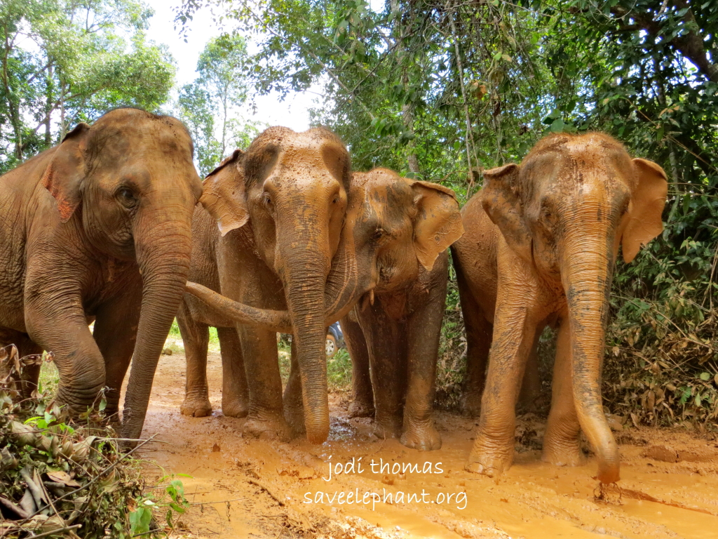 All elephants enjoy a good mud bath... but most working elephants rarely get the opportunity to take one.