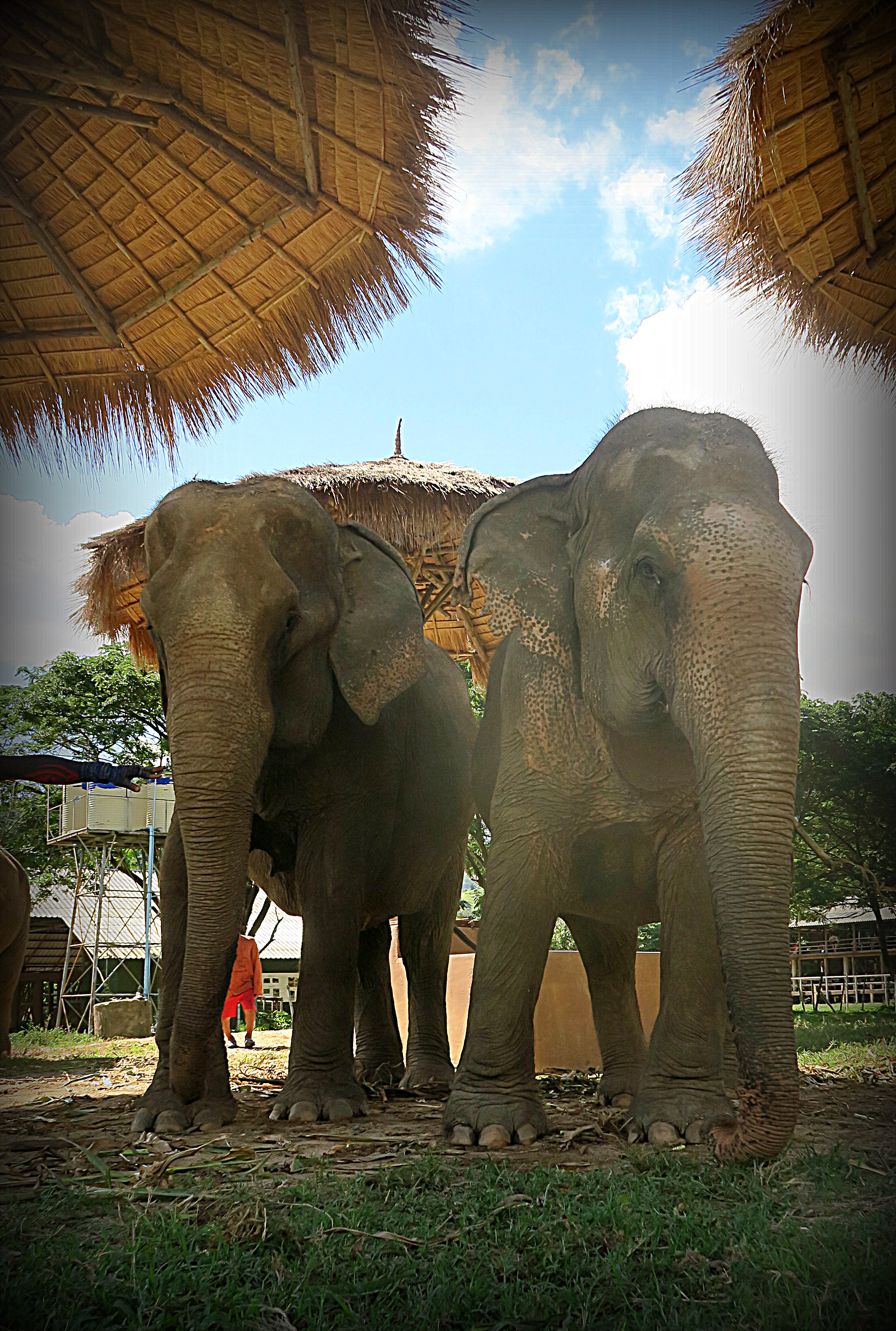 Boon Mee Archives - Save Elephant Foundation - Online News