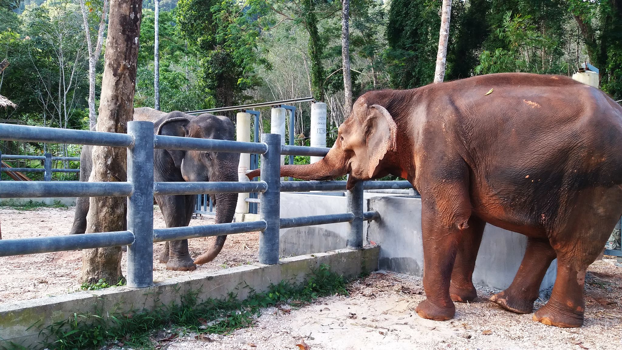 New Arrivals To Phuket Elephant Sanctuary Save Elephant