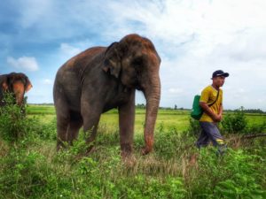 11111111 - Save Elephant Foundation - Online News