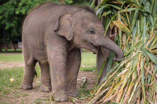 Save Elephant Foundation | Rescuing and Caring for Asian Elephants