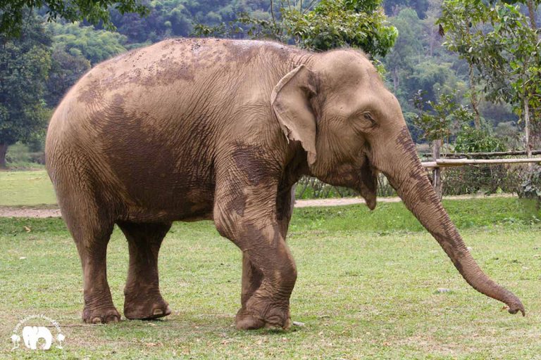 Blog - Save Elephant Foundation