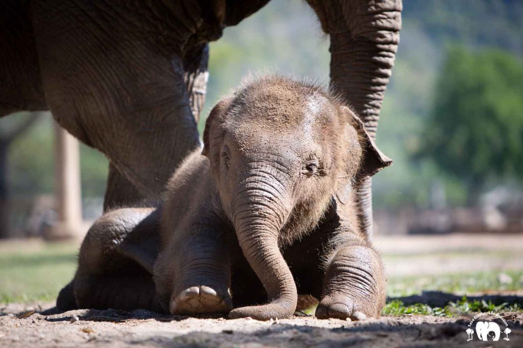 Rescued Elephant Pyi Mai