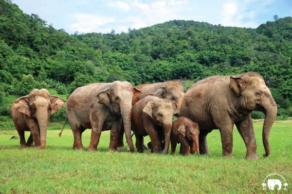 Faa Mai Herd at Elephant Nature Park