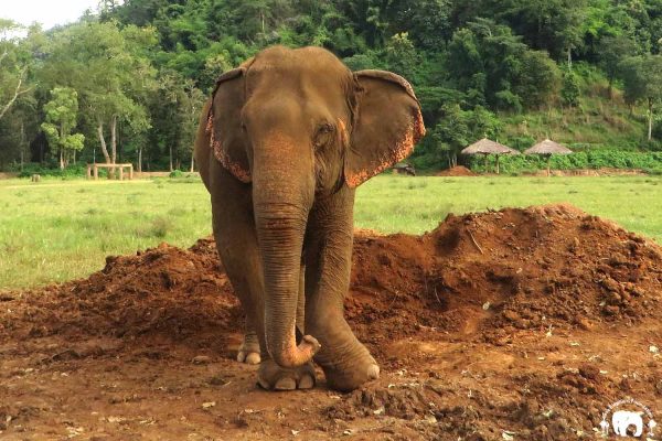 Kabu Rescued Elephant