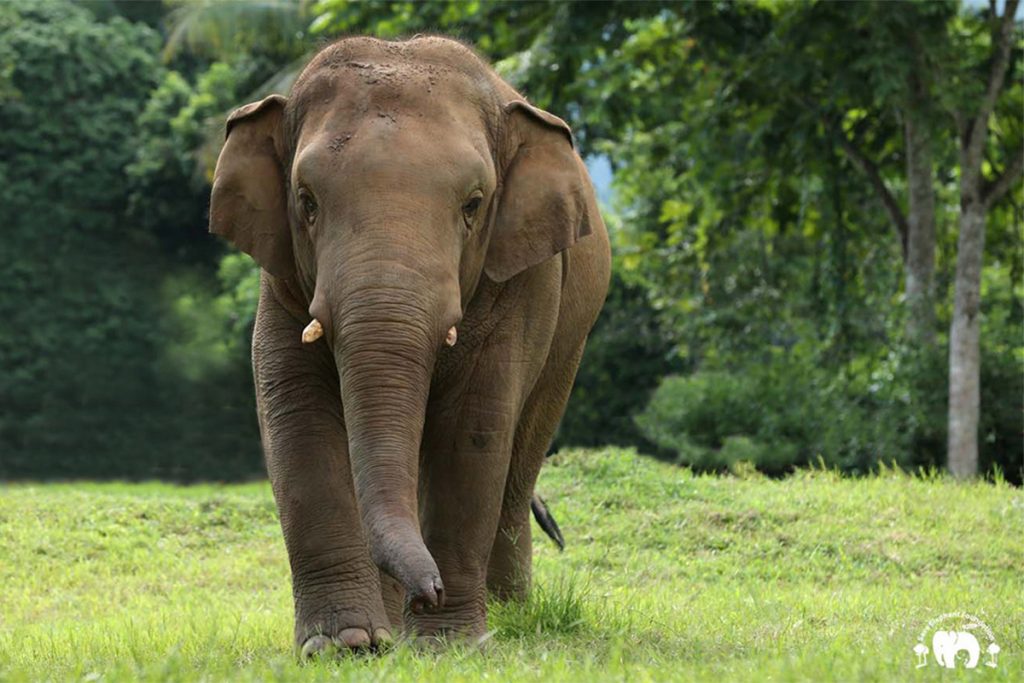 Blog - Save Elephant Foundation