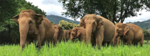 Save Elephant Foundation | Rescuing and Caring for Asian Elephants