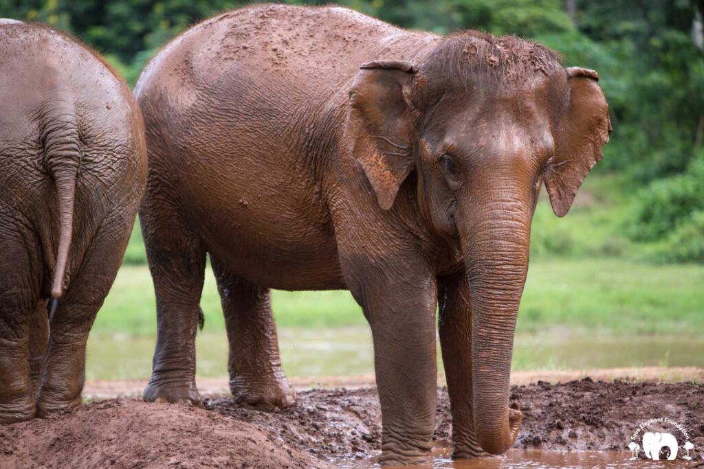 Blog - Save Elephant Foundation