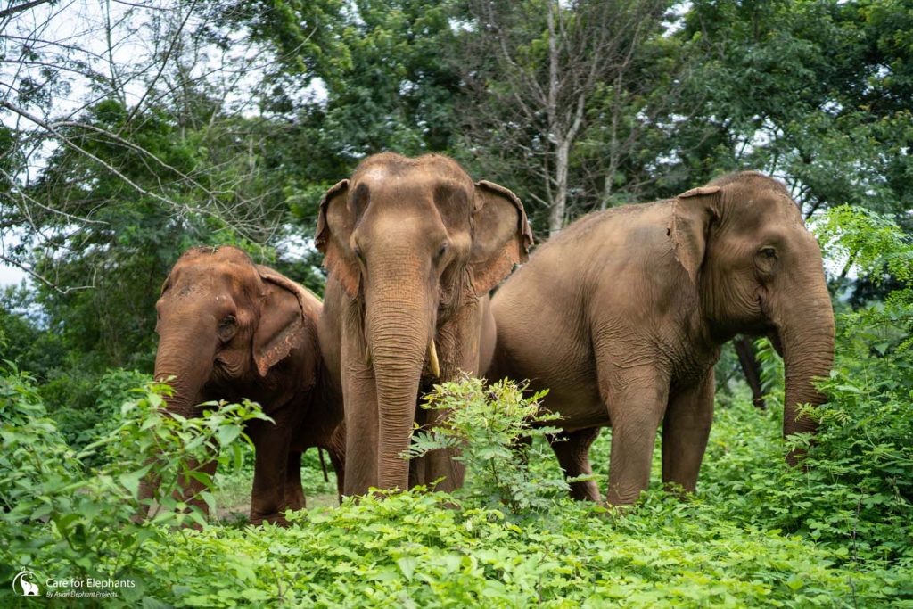 The Plight of the Asian Elephant | Save Elephant Foundation