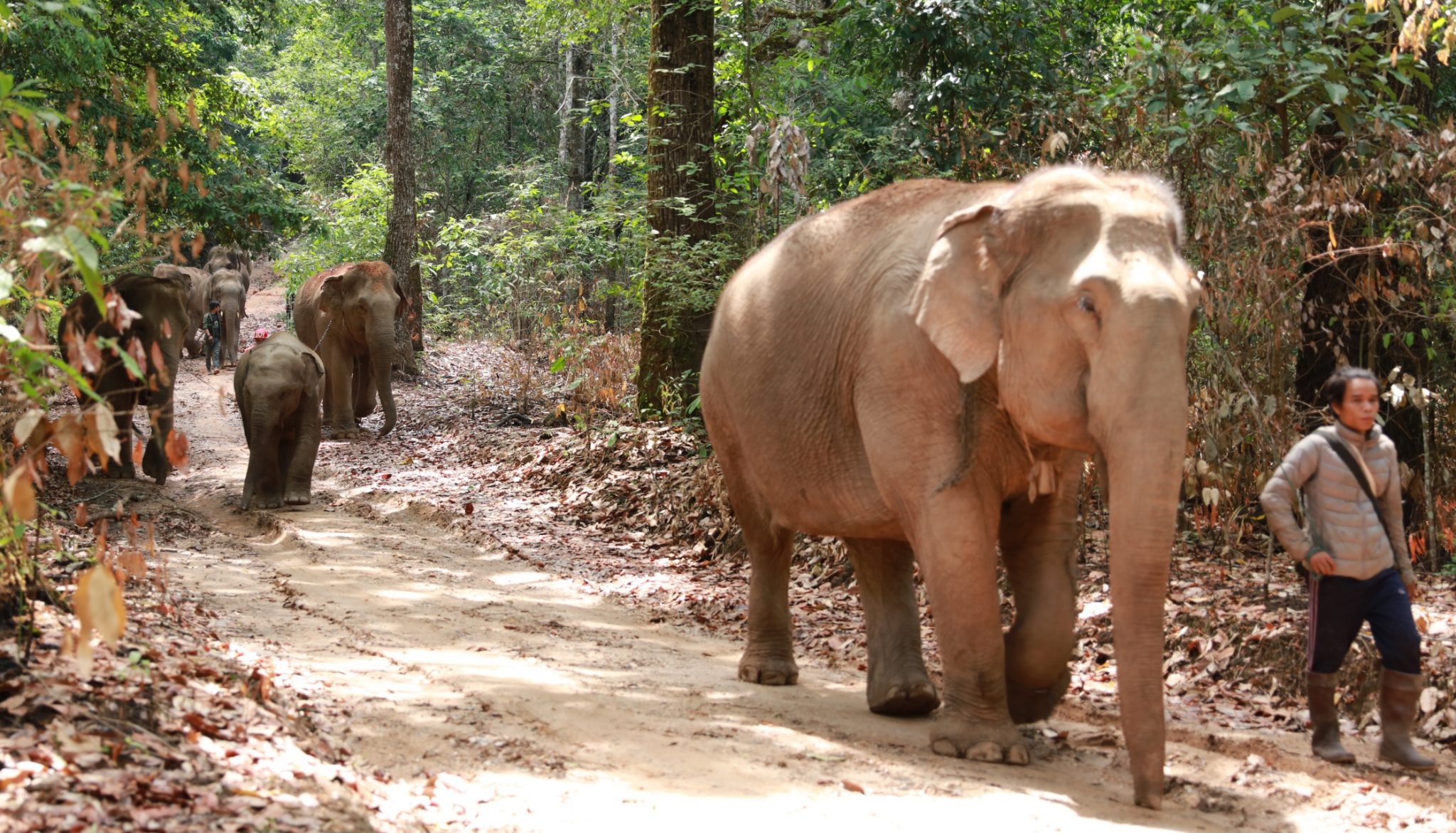 Save Elephant Foundation | Rescuing and Caring for Asian Elephants