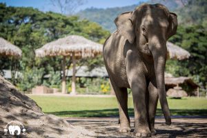 Rescued Elephant Bunma
