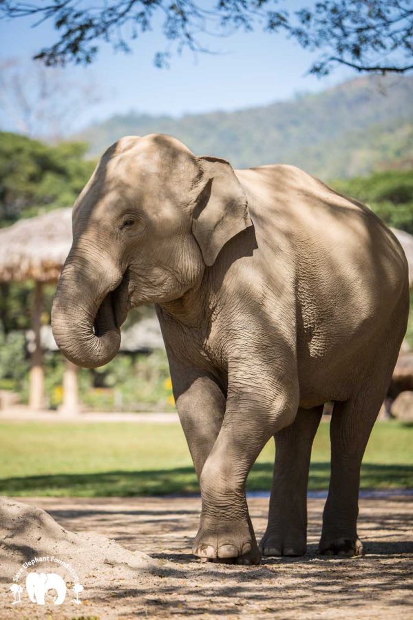 Rescued Elephant Bunma