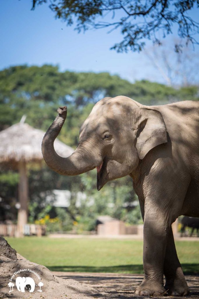 Rescued Elephant Bunma