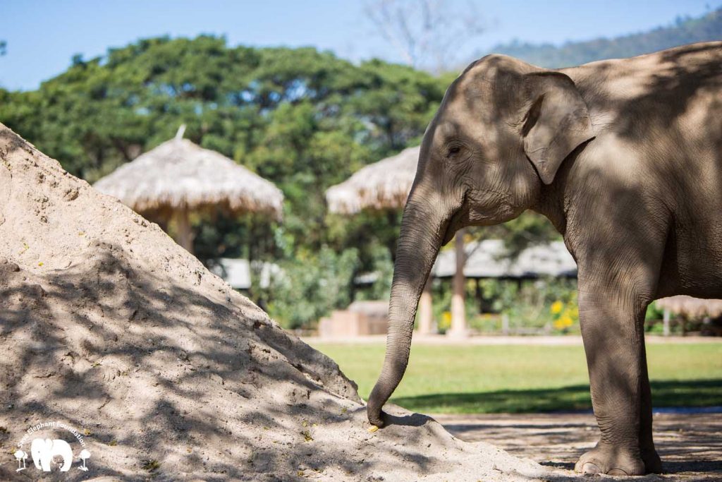 Rescued Elephant Bunma