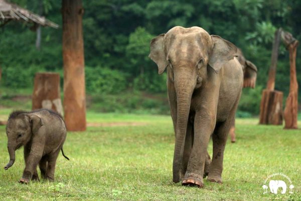 Rescued Elephant Bunma