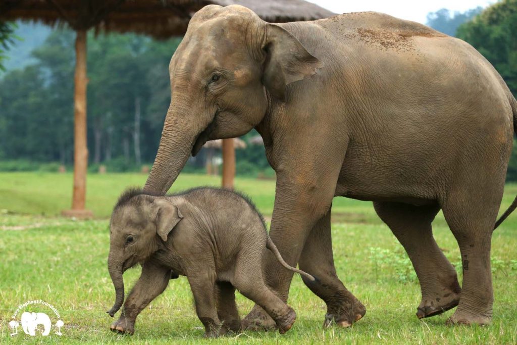 Rescued Elephant Bunma and Chaba