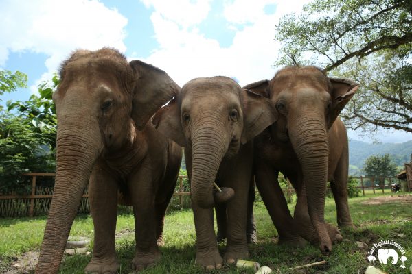 Kabu Rescued Elephant