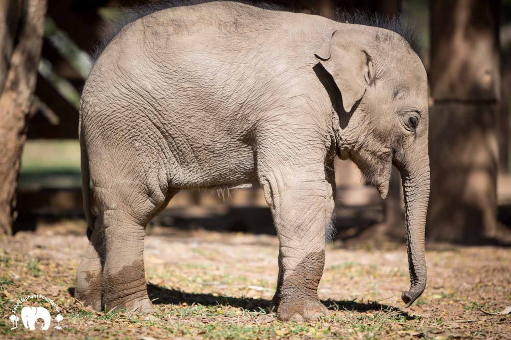 Rescued Baby Elephant Chaba