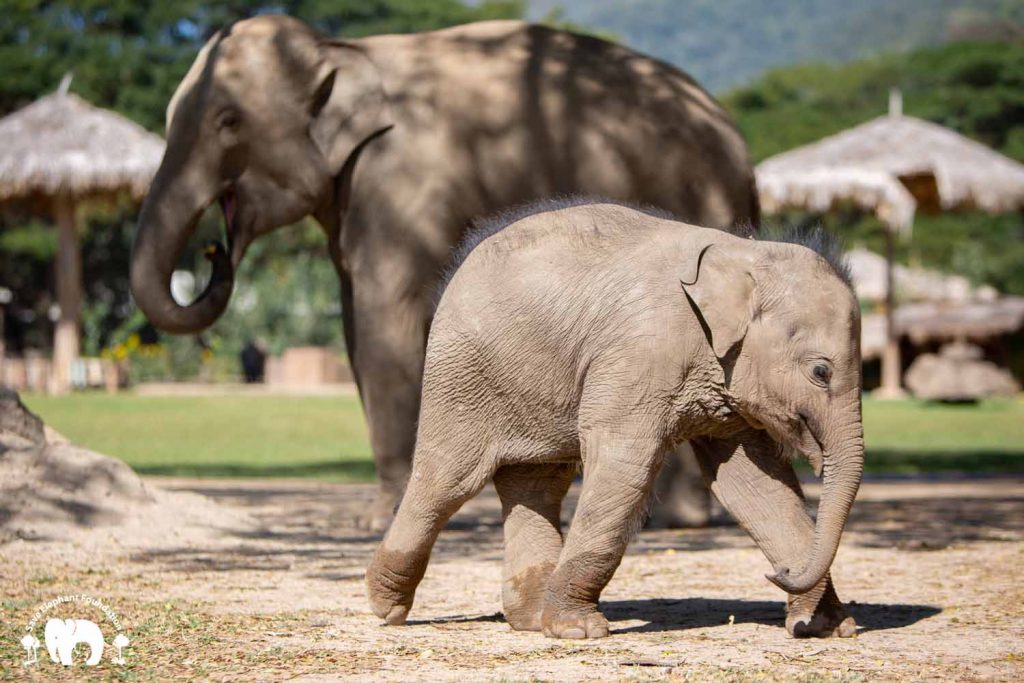 Rescued Baby Elephant Chaba