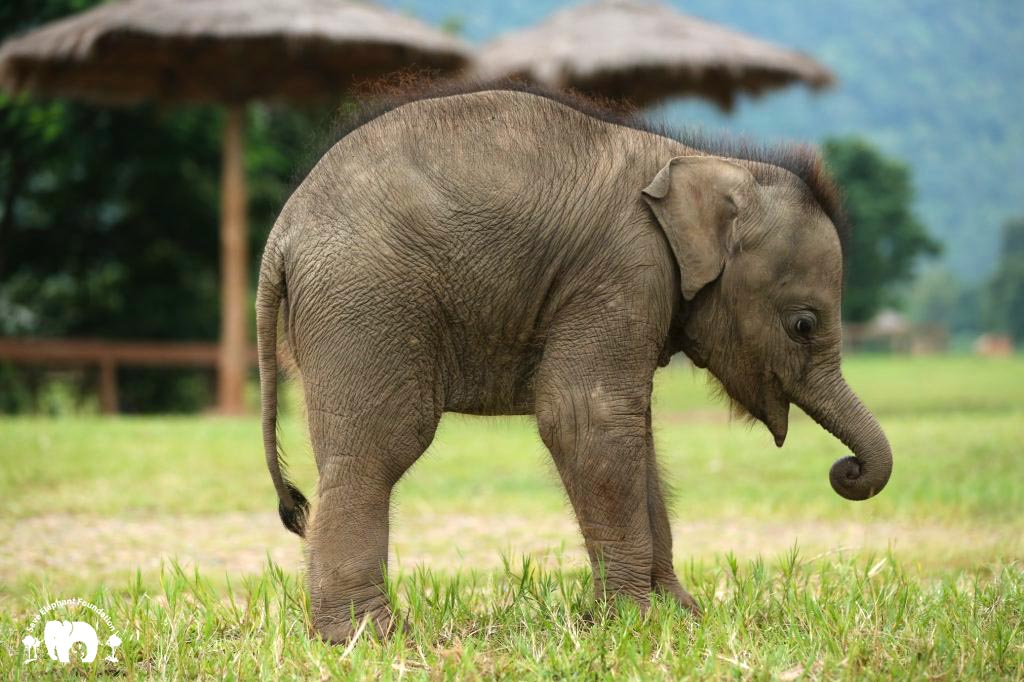 Rescued Baby Elephant Chaba