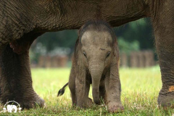 Rescued Baby Elephant Chaba