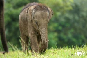 Rescued Baby Elephant Chaba