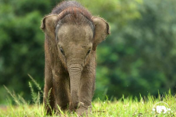 Rescued Baby Elephant Chaba